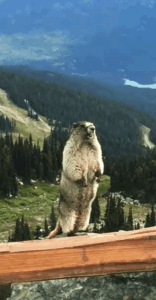 Screaming marmot